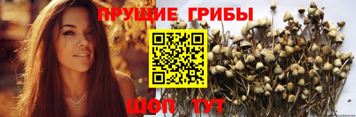 Галлюциногенные грибы мицелий Сосновый Бор